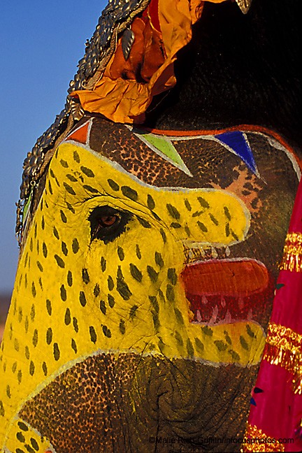 Painted Elephant Jaipur
