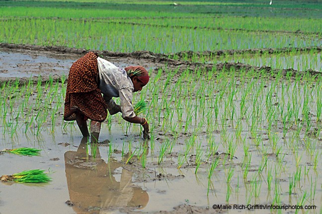 Woman Planting Rice Assam
