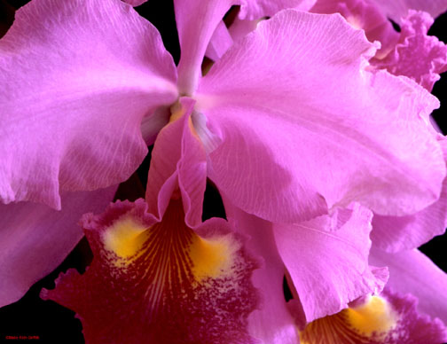 Orchid Cattleya Flower