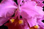 Orchid Cattleya Flower