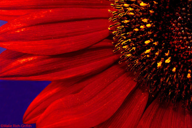 red sunflower pictures
