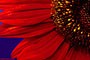 Red Sunflower Flower
