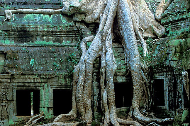 Jungle Strangulating Fig Tree Ta Prom Angkor