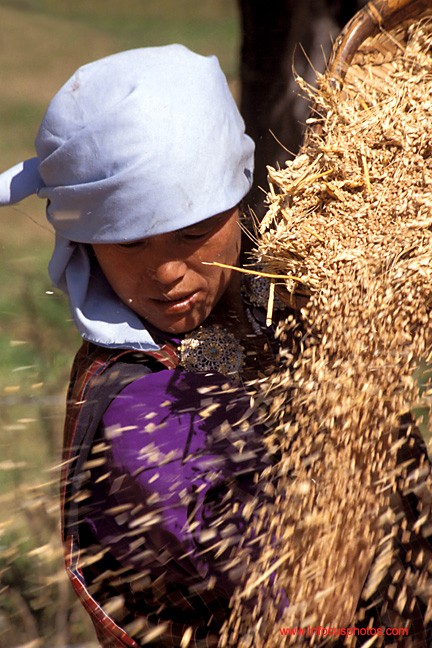 Woman Winnowing Wheat Chamkar