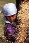 Woman Winnowing Wheat Chamkar
