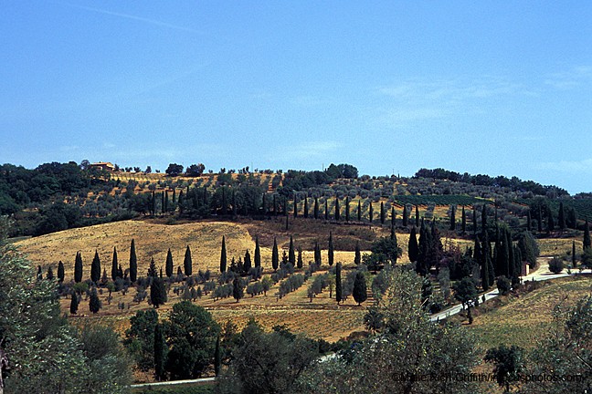 Poplar Trees Tuscany Landscape