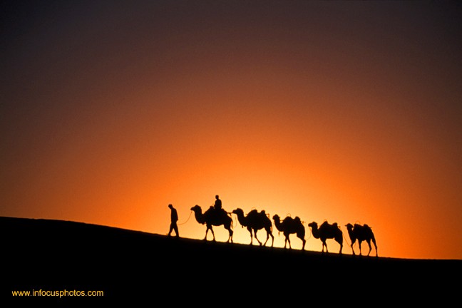 Camel Caravan Dunhuang China Gangzhou Desert