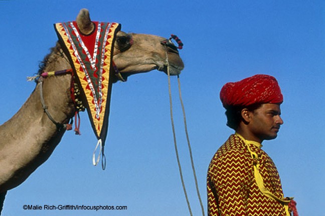 Camel Wallah Jaipur