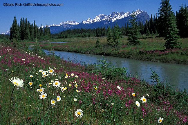 Kootenay National Park Canada Alberta Mountains Wildflowers River