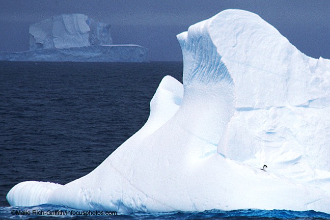 Lone Adelie Penguin on Iceberg Antarctica