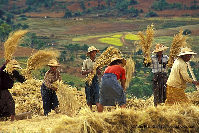 Farmers Winnow Dry Rice Threshing Shan State