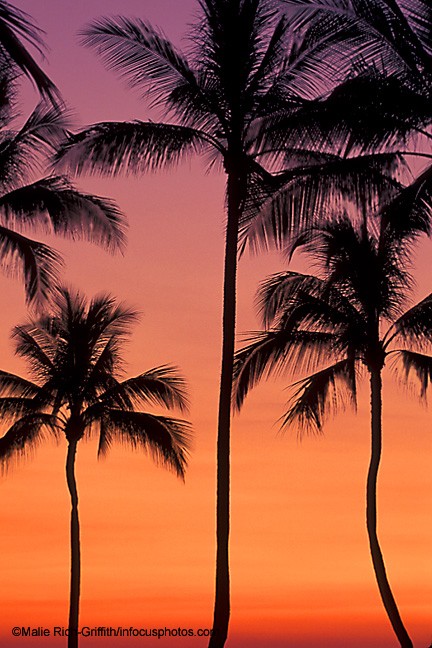 Palm Trees at Sunset Kona Coast Big Island Hawaii