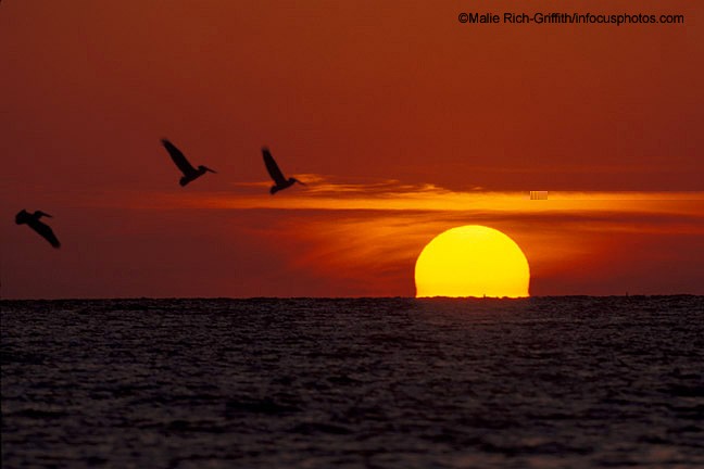 Sunset Melts Pelicans Flying Sanibel Island Florida Atlantic Ocean Seascape