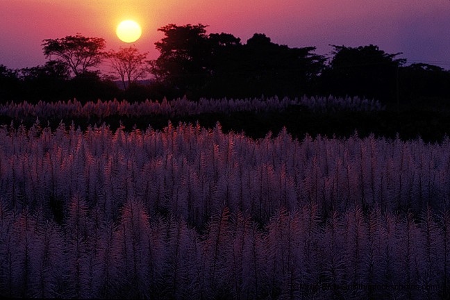 Sunset Blooming Sugar Cane Chisamba