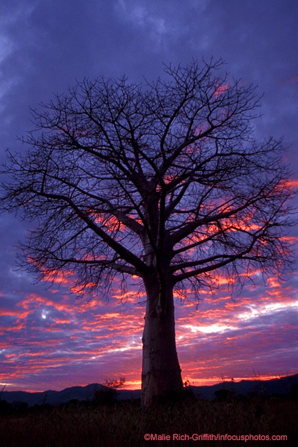 Sunset Baobab Tree Electric Lighting