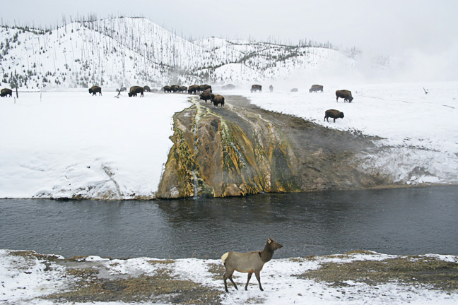 Elk Buffalo Bison Mineral Springs Firehole River