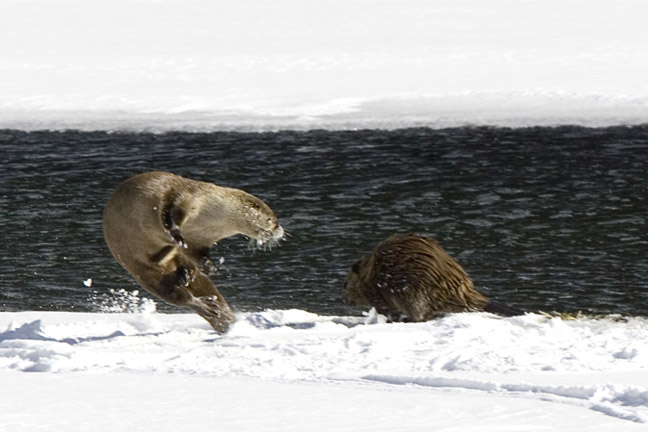 River Otter Playing Leaping Beaver