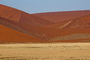 Infocusphotos : Springbok Walking in the Golden Grass by the Red Dunes of Sossusvlei, Namibia