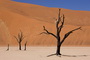Infocusphotos : Dessicated Tree with Bird's Nest and a Red Dune at Dead Vlei,Namibia