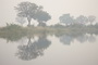 Infocusphotos : Reflections on A Misty Afternoon in Linyanti Swamp, Namibia