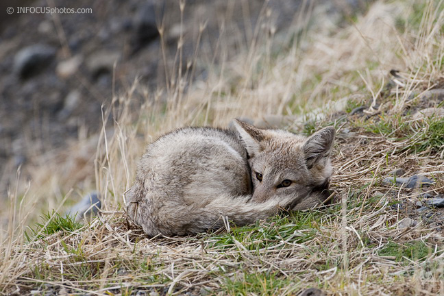 Culpeo Fox Kit Curled Up in Torres del Paine National Park