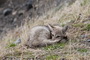Infocusphotos : Culpeo Fox Kit Curled Up in Torres del Paine National Park