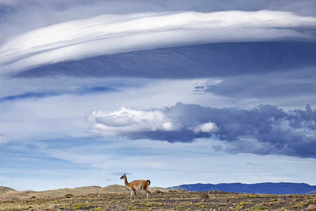 Infocusphotos : WMGUADIG009 Guanacos (Lama guanacoe) and a Lenticular Cloud,  Torres Del Paine, Chile