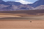 Infocusphotos : Lone Rhea Forraging for Food in the Atacama Desert