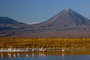 Infocusphotos : Flamingoes in Front of the Lincan Cabur Volcano, Atacama Desert