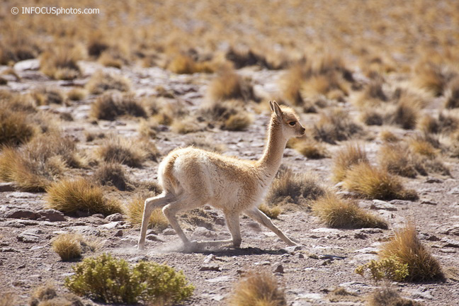 Infocusphotos : Baby Vicuna Getting Up Amid Tufts of Grass in the Atacama