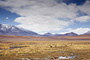 Infocusphotos : Vicunas in the Atacama Desert Landscape
