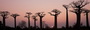 Infocusphotos : Baobab Alley at Sunset, Madagascar
