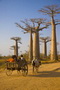 Infocusphotos : Water Buffalo Cart in Baobab Alley, Madagascar