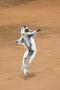 Infocusphotos : Dancing Sifaka on the Sand of Berenty Reserve, Madagascar