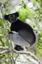 Infocusphotos : Indri indri, the King of Lemurs, Andasibe National Park, Madagascar