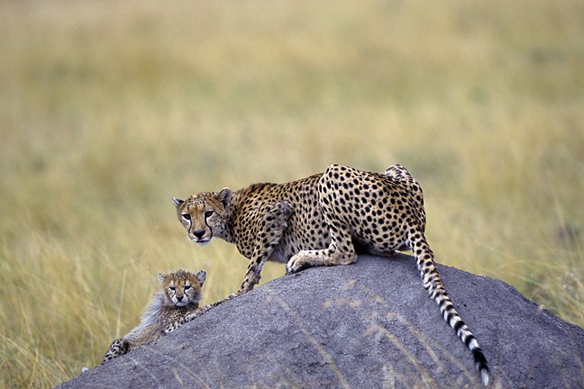 Cheetah Mother Cub