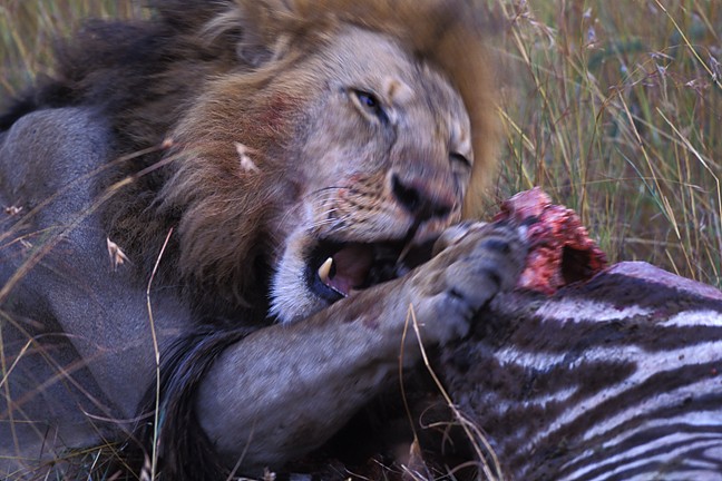 Male Lion Zebra Eating Feeding Animal Behavior