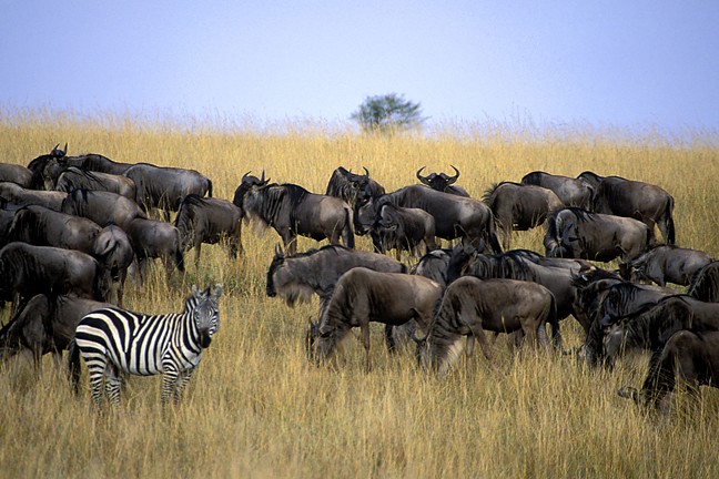 Male Lion Zebra Eating Feeding Animal Behavior