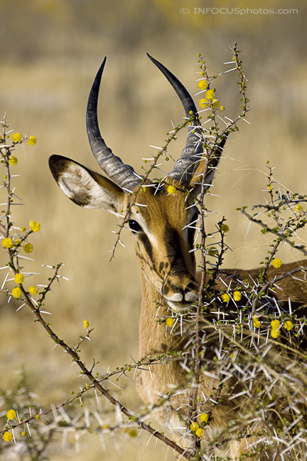 Infocusphotos : WMADIG015 Black-faced Impala (Aepyceros melampus petersi) in Blooming Acacia, Etosha, Namibia