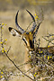 Infocusphotos : WMADIG015 Black-faced Impala (Aepyceros melampus petersi) in Blooming Acacia, Etosha, Namibia