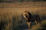 Africa, Serengeti - Male Lion