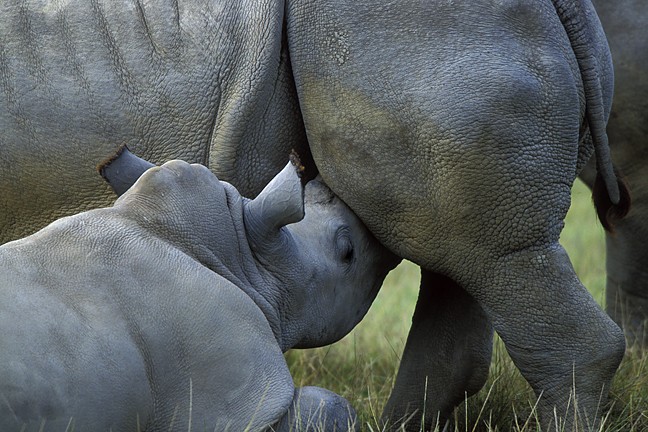 Baby Rhino Nursing White Rhinoceros