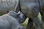 Africa, Serengeti - Baby Rhino Nursing White Rhinoceros