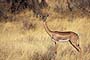 Africa, Serengeti - Female Gerenuk Antelope