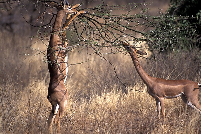 Male and Female Gerenuks Antelopes