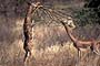 Africa, Serengeti - Male and Female Gerenuks Antelopes