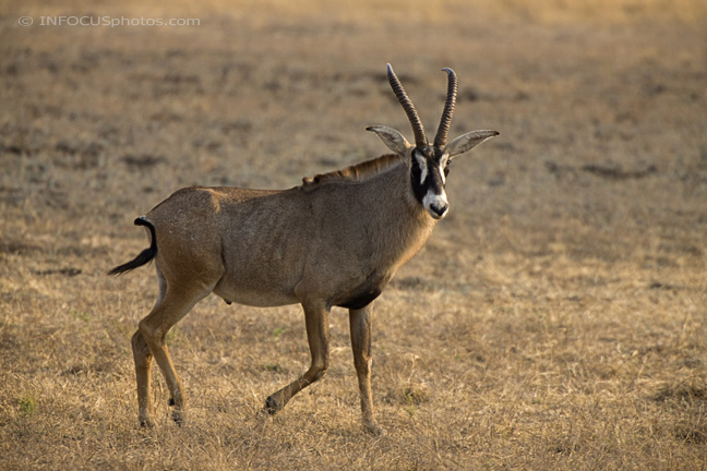 Infocusphotos : WMADIG025 Roan Antelope (Hippotragus equinus), Mahenga Game Reserve, Caprivi Strip, Namibia