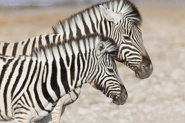 Infocusphotos : WMZDIG016 Zebra Mare and Foal Closeup (Equus burchelli) Etosha National Park, Namibia
