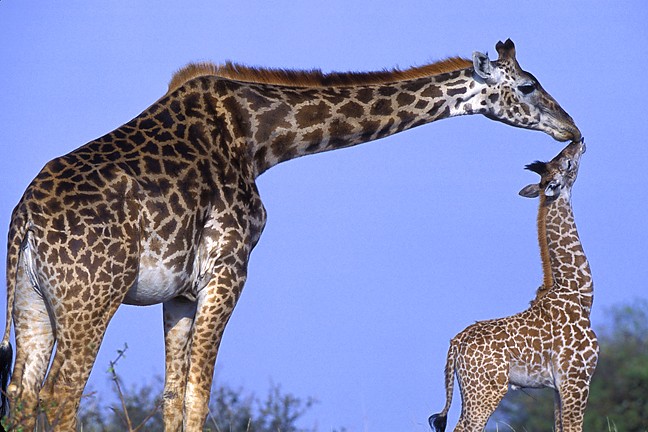 Giraffe Mother Child Baby Kissing