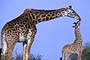 Africa, Serengeti - Giraffe Mother Child Baby Kissing 